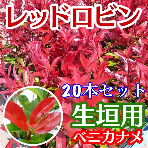 【送料無料】【20本セット】　レッドロビン　樹高0.3m前後　ベニカナメモチ　植木　10.5cmポット　れっどろびん　苗　苗木　れっどろびん　目隠し　ベニカナメ　生垣