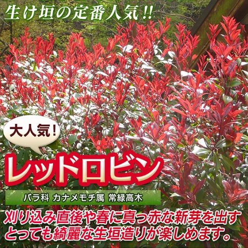 楽天市場 レッドロビン 樹高1 0m前後 18cmポット 本セット Y4送料無料 れっどろびん ベニカナメモチ ベニカナメ れっどろびん 販売 苗 植木 苗木 庭木 垣根 生垣 生け垣 生垣用 目隠し 木 花と緑