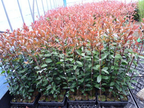 楽天市場 送料無料 50本セット レッドロビン 樹高0 8m前後 10 5cmポット れっどろびん ベニカナメモチ ベニカナメ れっどろびん 苗 植木 苗木 生垣 目隠し 花と緑