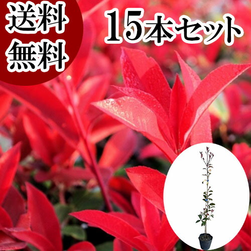 【送料無料】【15本セット】 レッドロビン 樹高0.7m前後 15cmポット れっどろびん ベニカナメモチ ベニカナメ れっどろびん 苗 植木 苗木 生垣 目隠し