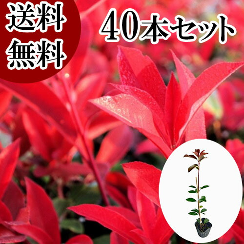 【送料無料】【40本セット】 レッドロビン 樹高0.4m前後 10.5cmポット れっどろびん ベニカナメモチ ベニカナメ れっどろびん 苗 植木 苗木 生垣 目隠し