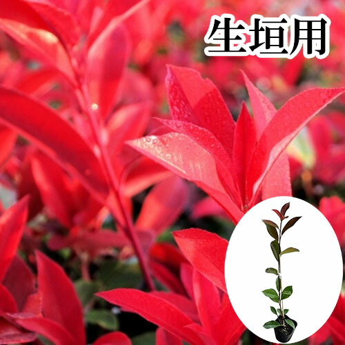 楽天市場】80cm 生垣 目隠し 庭木 常緑樹 ガーデニング定番【レッド