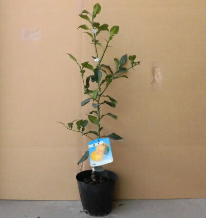 受注生産品 ユズ 柚子 樹高0 3m前後 15cmポット ゆず 苗 植木 苗木 果樹苗 1oficioverde Com Br