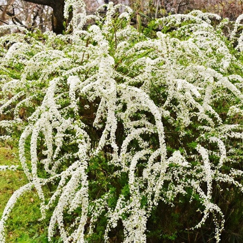 楽天市場】ユキヤナギ 5号ポット苗 もしくは 根巻き苗 : 苗木部