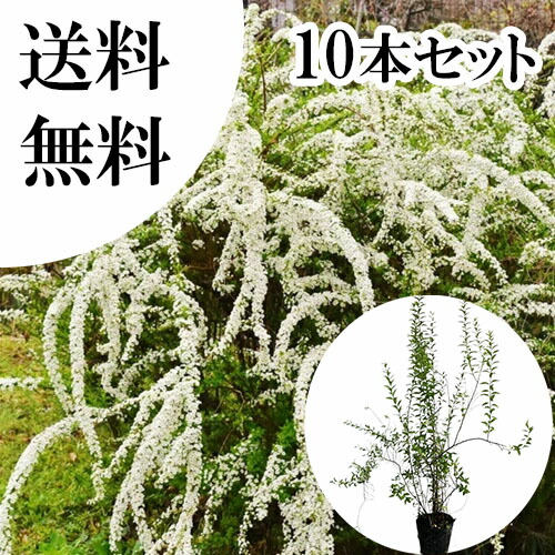 【送料無料】【10本セット】 ユキヤナギ 樹高0.4m前後 15cmポット ゆきやなぎ 雪柳 花：3月上～中旬 苗 植木 苗木 庭 生垣 目隠し