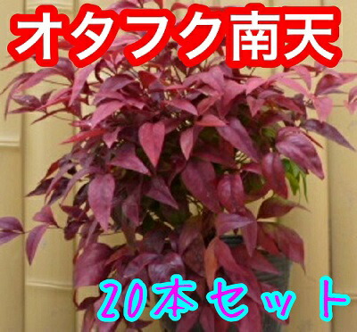 オタフクナンテン 樹分量0 25m前後 15cmポット 書物しつらえる T2送料無料 おたふくなんてん お多福南天 売り込み 苗 植樹木 若木 庭木 障壁 垣牆 生垣 生垣費用 窓掛 木 Loadedcafe Com