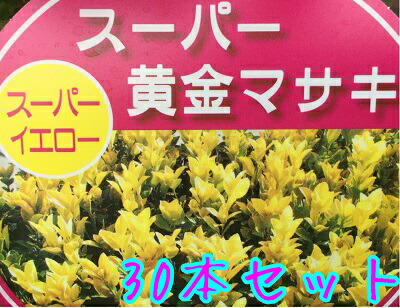 楽天市場 オウゴンマサキ 樹高0 3m前後 10 5 12cmポット 30本セット T1送料無料 おうごんまさき 黄金マサキ 販売 苗 植木 苗木 庭木 垣根 生垣 生け垣 生垣用 目隠し 木 花と緑