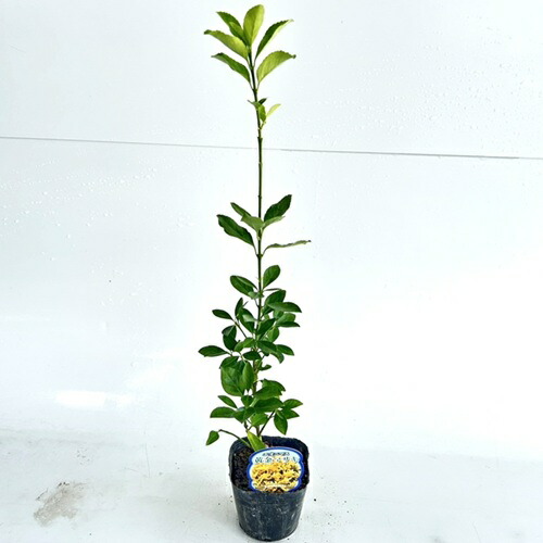 楽天市場】マサキ 苗 【アオマサキ】 0.9m ポット苗 苗木 庭木 生垣