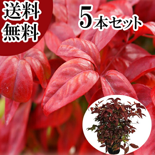 楽天市場】【 単 品 】 オタフクナンテン 樹高0.25m前後 15cmポット