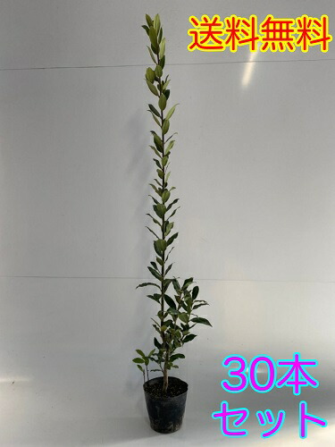 送料無料 庭木 当店は北海道 沖縄県への発送は行っていません 予めご了承願います 木花 ガーデン Diy 15cmポット セット商品も販売中 Y2送料無料 ガーデニング 農業 樹高0 8m前後 30本セット 月桂樹 ゲッケイジュ げっけいじゅ ゲッケイジュ 販売