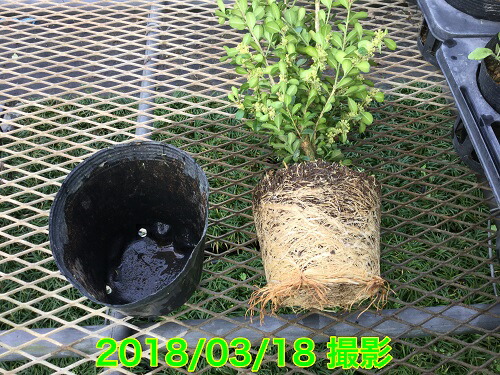 ボックスウッド 樹高0 4m前後 目隠し 15cmポット 本セット 樹高0 4m前後 T2送料無料 植木 ぼっくすうっど 西洋ツゲ低めの洋風生垣 柘植 販売 苗 植木 苗木 庭木 垣根 生垣 生け垣 生垣用 目隠し 木 花と緑 送料無料 セット商品も販売中 合計3980円 ボックスウッド 樹高0 4m前後 目隠し 15cmポット 本セット 樹高0 4m前後 T2送料無料 植木 ぼっくすうっど 西洋ツゲ低めの洋風生垣 柘植 販売 苗 植木 苗木 庭木 垣根 生垣 生け垣 生垣用 目隠し 木 花と緑 送料無料 セット商品も販売中 合計3980円