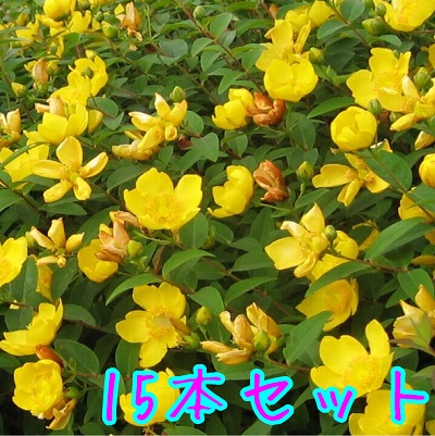 送料無料 セット商品も販売中 15本セット 当店は北海道 生け垣 生垣 沖縄県への発送は行っていません 予めご了承願います キンシバイ 樹高0 3m前後 15cmポット 15本セット T1送料無料 きんしばい 金糸梅 販売 苗 植木 苗木 庭木 垣根 生垣 生け垣