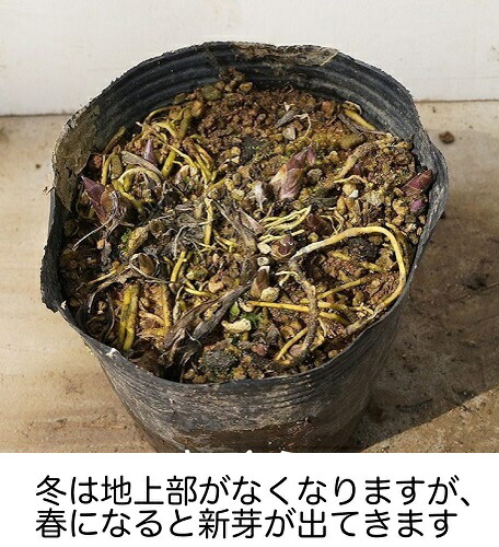 【送料無料】【100本セット】シロバナシラン/10.5cmポットしらん紫蘭苗植木苗木グランドカバー下草寄せ植え低木
