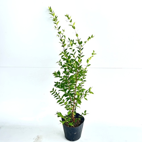 楽天市場】【送料無料】【5本セット】 ギンバイカ 樹高0.6m前後 15cm