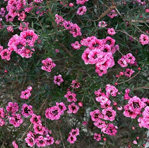 安い購入 ギョリュウバイ 樹高1 0m前後 18cmポット ぎょりゅうばい 御柳梅 濃いピンク 八重咲 苗 植木 苗木 生垣 目隠し Fucoa Cl