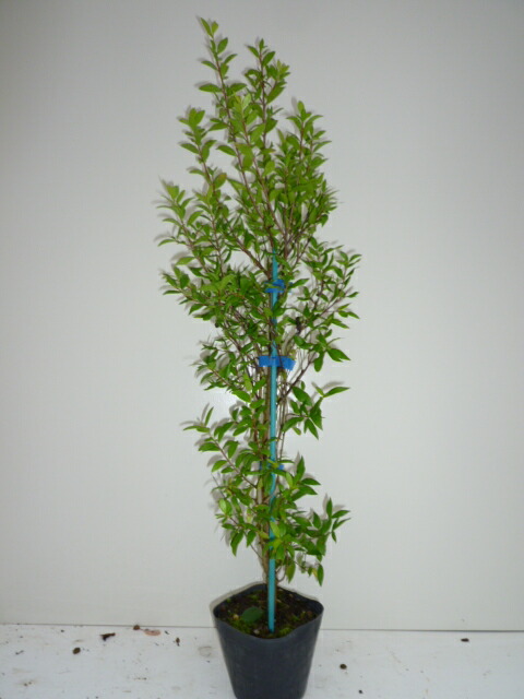 楽天市場 ギンバイカ 樹高0 8m前後 15 18cmポット 単 品 T1送料無料 ぎんばいか 銀梅花 マートル 販売 苗 植木 苗木 庭木 垣根 生垣 生け垣 生垣用 目隠し 木 花と緑