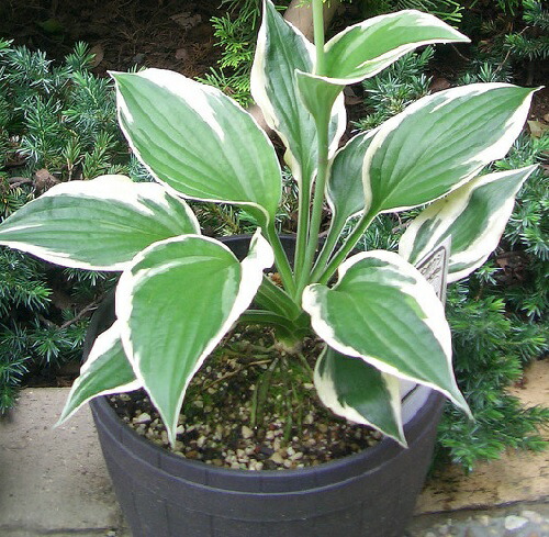 ギボウシ パトリオット 12cmポット ぎぼうし ぱとりおっと 擬宝珠 ホスタ 宿根草です 冬季は地上部はありません 苗 植木 苗木 グランドカバー 下草 寄せ植え 低木 限定セール ギボウシ パトリオット 12cmポット ぎぼうし ぱとりおっと 擬宝珠 ホスタ 宿根草です 冬季は地上部はありません 苗 植木 苗木 グランドカバー 下草 寄せ植え 低木 限定セール