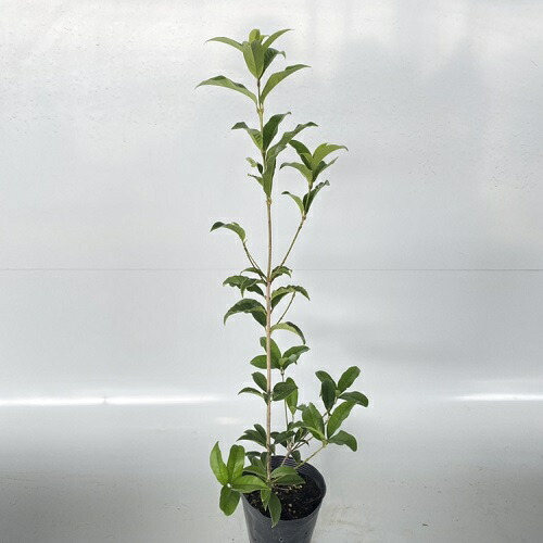 キンモクセイ 樹高0.7m前後 15cmポット きんもくせい 金木犀 もくせい 苗 植木 苗木 生垣 目隠し