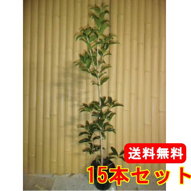 キンモクセイ 樹高0 8m前後 15cmポット 15本セット 15cmポット 病気 Y1送料無料 きんもくせい 金木犀 落葉樹 もくせい 販売 苗 植木 苗木 庭木 垣根 生垣 生け垣 生垣用 目隠し 木 花と緑 送料無料 セット商品も販売中 合計３９８０円以上で 送料無料