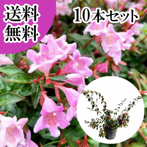 【貨物輸送無料】【10本書き割り】 アベリア 樹高0.4m前後 15糎ポット あべりあ 第一義的 グランディフローラ   苗 植木 若木   生け垣 包みかくし