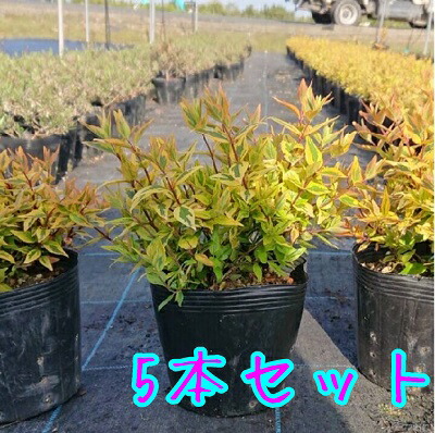 楽天市場 アベリア カレイドスコープ 5号ポット苗 生垣 目隠し グランドカバー 低木 庭木 常緑樹 苗木部 ｂｙ 花ひろばオンライン
