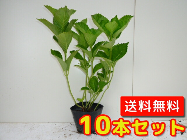 ヤブツバキ 樹高0.4m前後 10.5cmポット 40本セット 植木 苗 苗木 送料無料 人気を誇る 10.5cmポット