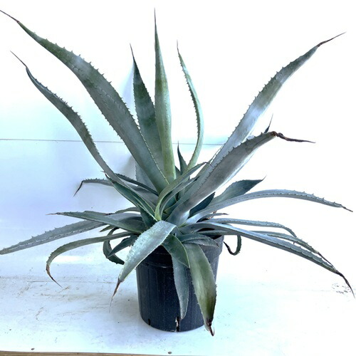 アメリカーナ　バリエガータ　特大株 アメリカーナ バリエガータ 特大株