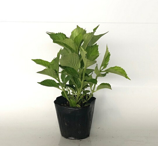 アジサイ 青系 樹高0.3m前後 15cmポット あじさい 青系 紫陽花 苗 植木 苗木 生垣 目隠し