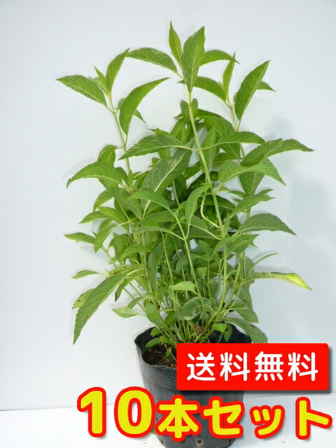 【貨物輸送無料】【10本仕掛ける】 紫陽花 オトヒメ 樹高0.3m前後 13.5糎ポット あじさい おとひめ アジサイまっ盛り紫陽花 乙姫  苗 植木 若木   生け垣 つつみ隠し