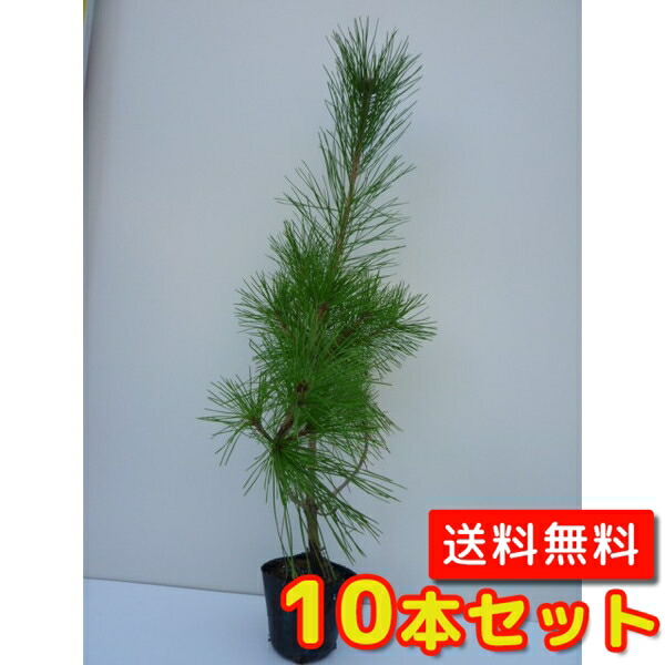 【楽天市場】【 単 品 】 アカマツ 樹高0.8m前後 10.5cmポット あかまつ 赤松 苗 植木 苗木 苗 生垣 山林苗 : 花と緑