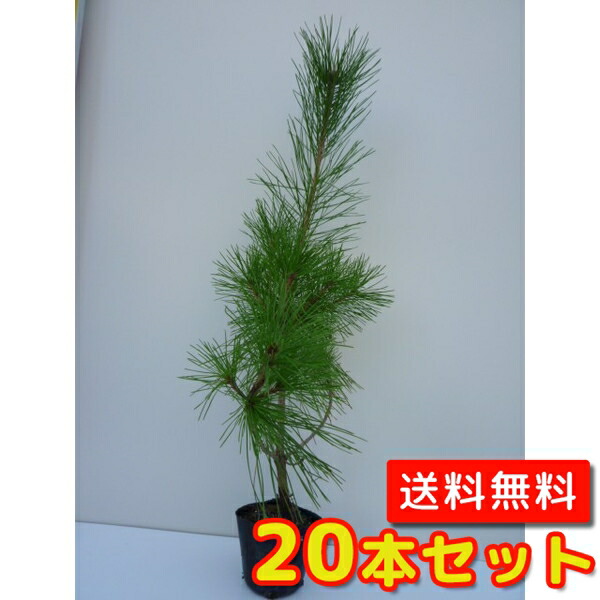 楽天市場】【送料無料】【100本セット】 アカマツ 樹高0.3m前後