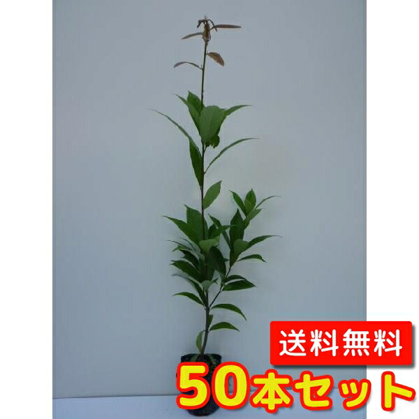 【送料無料】【50本セット】 アラカシ 樹高0.5m前後 10.5cmポット あらかし 粗樫 苗 植木 苗木 庭 生垣 目隠し 山林苗｜花と緑