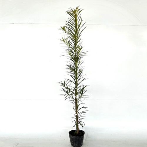 楽天市場】【送料無料】【25本セット】 ラカンマキ 樹高0.6m前後 15cm