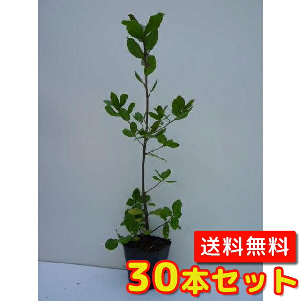 【貨物輸送無料】【30本仕掛ける】 ウバメガシ 樹高0.2m前後 10.5糎ポット うばめがし 姥目樫   苗 植木 若木   生け垣 つつみ隠し  山林苗