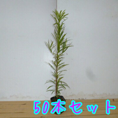 飼い廻者マキ 木高0 5m前後 10 5cmポット 50脚本組み T1貨物輸送無料 諜者クラン 犬槇 マキノキ まきのき マキ まき 売却 苗 植ツリー 若木 庭木 バリアー 垣根 垣根 生垣用むき 上被 木 Dsmre Com