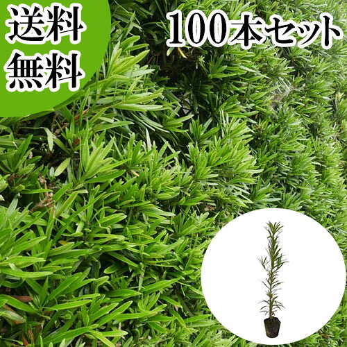 【送料無料】【100本セット】 イヌマキ 樹高0.3m前後 10.5cmポット いぬまき 犬槇 マキノキ まきのき マキ まき 苗 植木 苗木 庭 目隠し