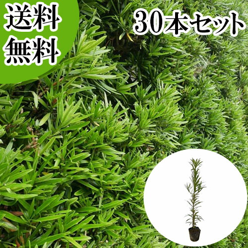 【送料無料】【30本セット】 イヌマキ 樹高0.3m前後 10.5cmポット いぬまき 犬槇 マキノキ まきのき マキ まき 苗 植木 苗木 庭 目隠し