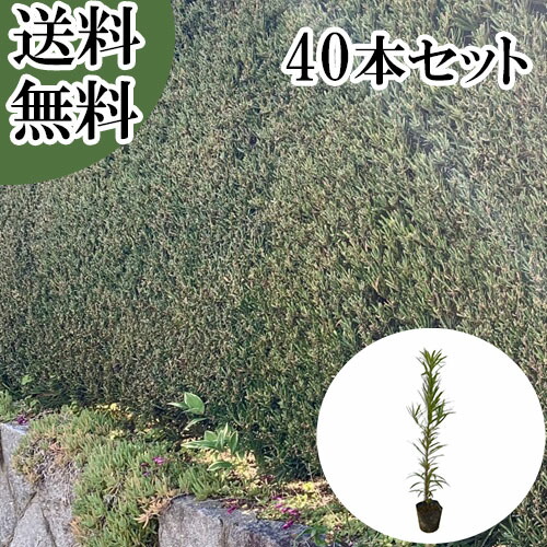 まきの木？　高さ3m まきの木？ 高さ3m 【公式通販】