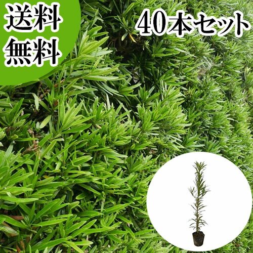 【送料無料】【40本セット】 イヌマキ 樹高0.3m前後 10.5cmポット いぬまき 犬槇 マキノキ まきのき マキ まき 苗 植木 苗木 目隠し