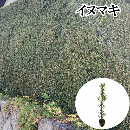 楽天市場】【送料無料】【20本セット】 イヌマキ 樹高0.5m前後 10.5cm
