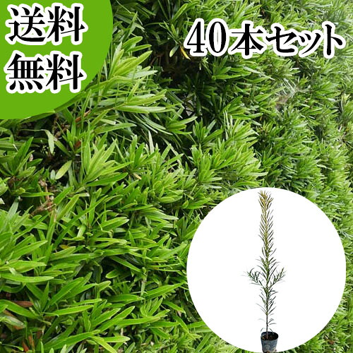 【送料無料】【40本セット】 イヌマキ 樹高0.4m前後 10.5cmポット いぬまき 犬槇 マキノキ まきのき マキ まき 苗 植木 苗木 庭 生垣 目隠し