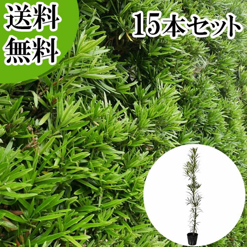 楽天市場】【送料無料】【20本セット】 ラカンマキ 樹高0.3m前後 10.5