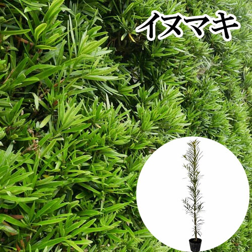 楽天市場】イヌマキ 高さ1.2m 【目隠し、生垣に☆良品植木】 : 植木組合