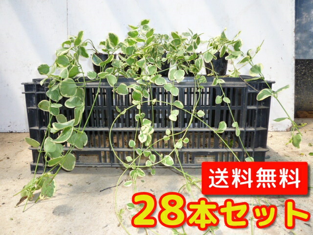 苗木 寄せ植え 庭木 28本セット ビンカマジョール バエリガータ T1送料無料 庭木 グランドカバー 9cmポット 低木 花と緑 セット商品も販売中 28本セット びんかまじょーる ばえりがーた 植木 寄せ植え 苗 販売 送料無料 当店は北海道 沖縄県