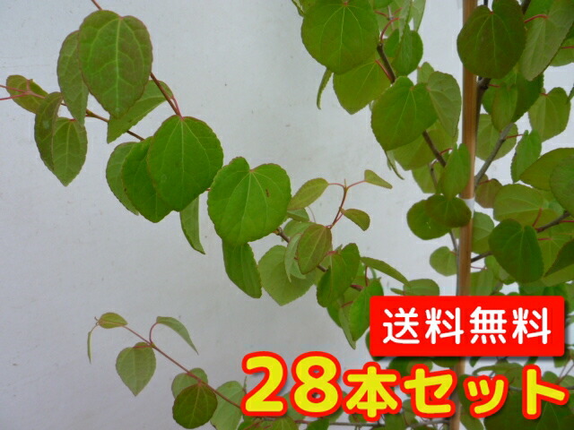 ビンカマジョール 9cmポット 送料無料 28本セット ガーデニング 農業 植木 セット商品も販売中 T1送料無料 びんかまじょーる 下草 当店は北海道 沖縄県への発送は行っていません 予めご了承願います 販売 苗 植木 苗木 庭木 グランドカバー