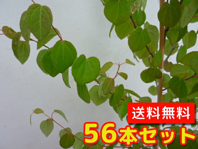 送料無料 寄せ植え セット商品も販売中 9cmポット ビンカマジョール 植木 当店は北海道 沖縄県への発送は行っていません 予めご了承願います T1送料無料 苗木 販売 苗 植木 56本セット びんかまじょーる 苗木 庭木 グランドカバー 下草 寄せ植え 送料無料 寄せ植え セット商品も販売中 9cmポット ビンカマジョール 植木 当店は北海道 沖縄県への発送は行っていません 予めご了承願います T1送料無料 苗木 販売 苗 植木 56本セット びんかまじょーる 苗木 庭木 グランドカバー 下草 寄せ植え