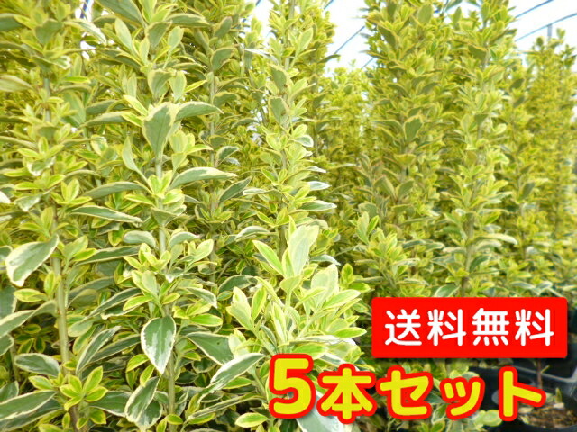 黄金マサキ5本　フイリマサキ5本 Amazon.co.jp: 【15本 セット】 フイリマサキ (斑入りマサキ