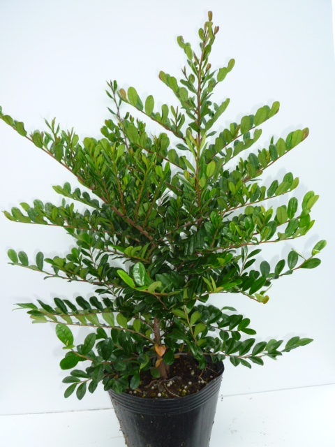 現品　ヒサカキ　ビシャコ　姫榊　特大苗　1.6mほど　山採り　004 楽天市場】ヒサカキ 苗 【姫榊 （ひさかき）】 ポット苗 榊 びしゃこ