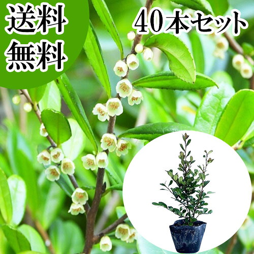 【送料無料】【40本セット】 ハマヒサカキ 樹高0.2m前後 10.5cmポット はまひさかき 浜姫榊 苗 植木 苗木 生垣 目隠し