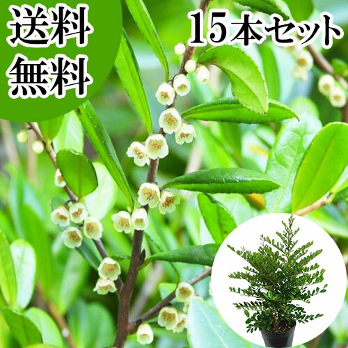 楽天市場】ヒサカキ 苗 【ハマヒサカキ】 5号ポット苗 榊 びしゃこ